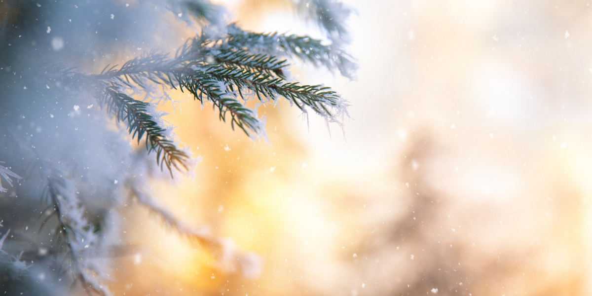 A pine tree's branches on a snowy day