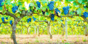 A vibrantly green vineyard with vines full of juicy, round grape bunches.